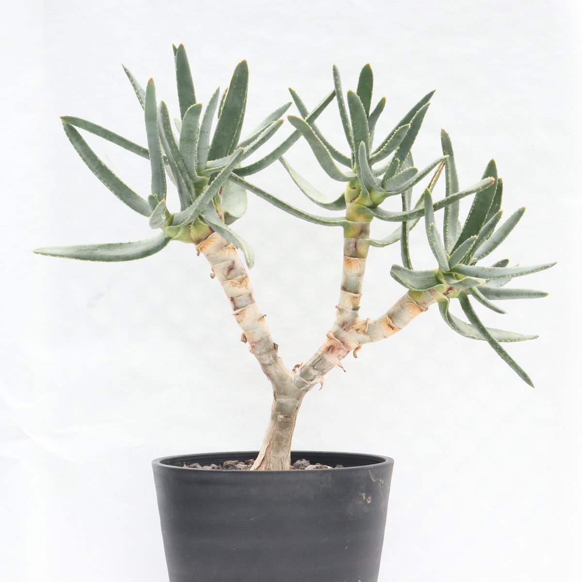 アロエ ラモシシマ | mana's farm:塊根植物・アガベ・ドライガーデン