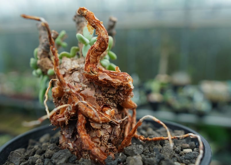 ケラリア ピグマエア Ceraria pygmaea No.3 | mana's farm:塊