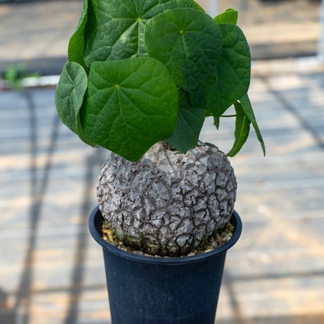 ステファニアスベローサ | STORES