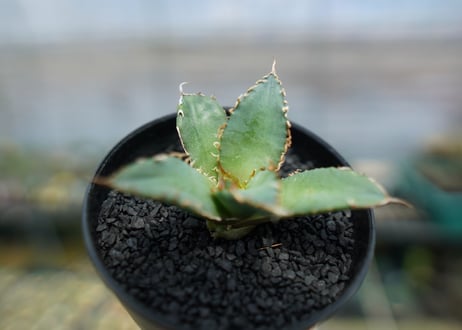 アガベ　チタノタ　FO-76　agave titanota  FO-76　No.5
