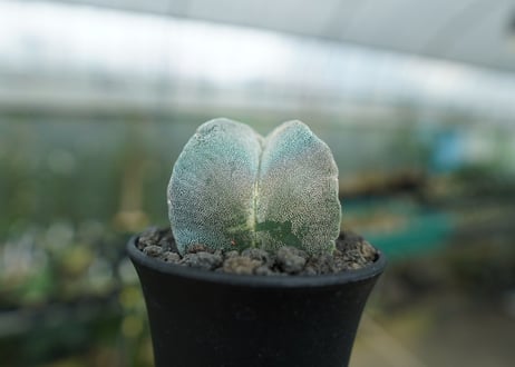 鸞鳳玉　斑入り　Astrophytum myriostigma