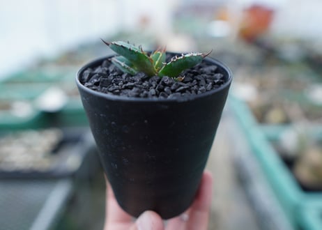 アガベ　チタノタ　 ブラックアンドブルー 　Agave titanota black and blue　No.19