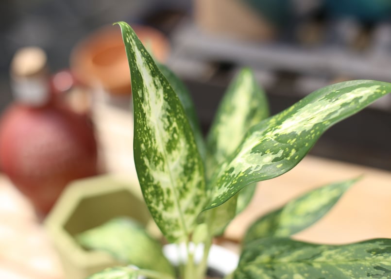 アグラオネマ “Kendro” 1株 アグラオネマ ケンドロー Aglaonema “Kendro”