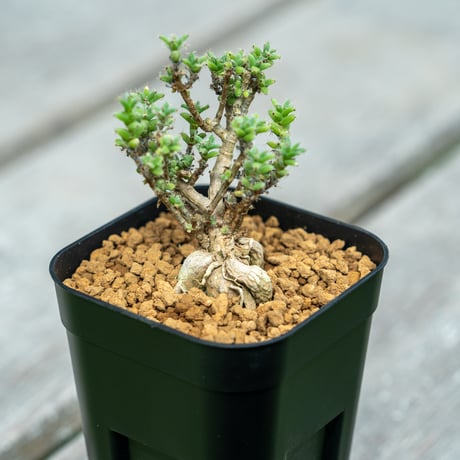 trichodiadema | STORES