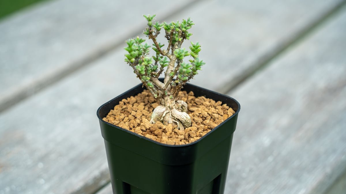 地専用植物 姫紅小松 | mana's farm:塊根植物・アガベ・ドライガーデン植物