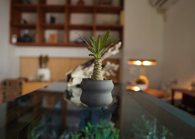 ドルステニア sp. Dorstenia sp | mana's farm:塊根植物・アガベ・