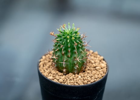 ユーフォルビア　極太アルバ　カキコ苗 ユーフォルビア 極太アルバ カキコ苗 a サボテン