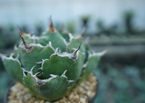 アガベ　チタノタ　白鯨　Agave titanota White whale　NO.1