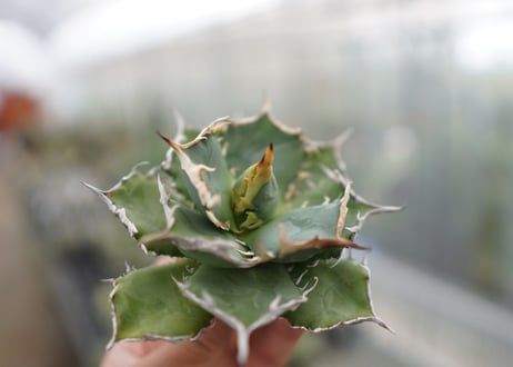 Agave titanota FO-76  D NO.2