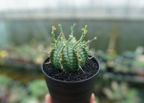 ユーフォルビア　バリダ　Euphorbia valida　No.5