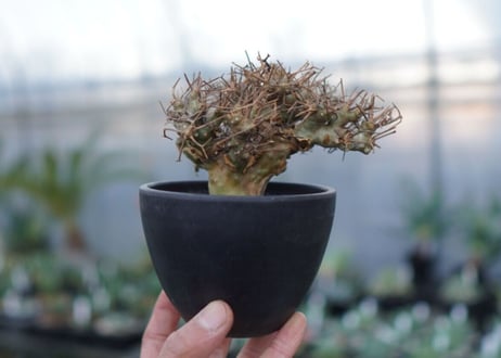 【発根済み】オトンナ・ユーフォルビオイデス　Othonna euphorbioides　No.1