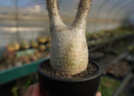 パキポディウム　グラキリス　 Pachypodium Gracilius  No.5