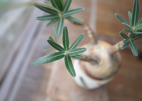 パキポディウム　グラキリス　 Pachypodium Gracilius