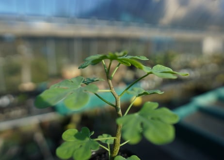 アデニア　グラウカ　Adenia glauca  No.1