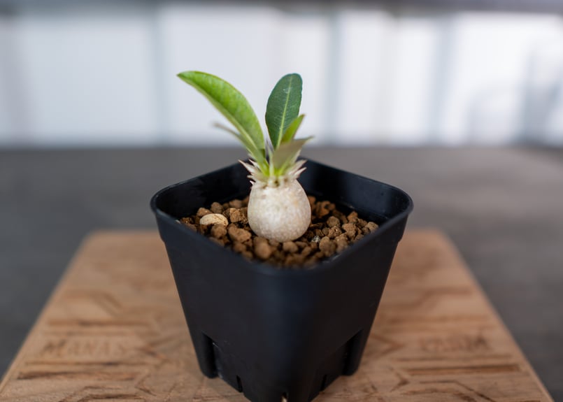 パキポディウム　ブレビカリックス実生4年目② セラアート3寸ロング鉢　塊根植物 パキポディウム 光堂 3号 セラアート鉢 コーデックス 塊根植物