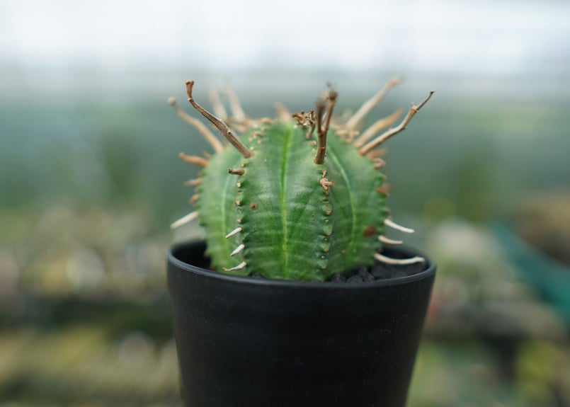 ユーフォルビア スーパーバリダ Euphorbia super valida | mana's