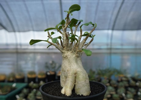 アデニウム　Adenium　No.6