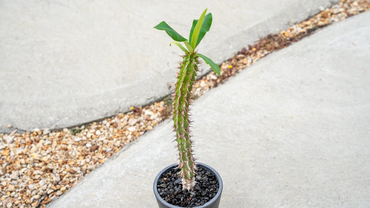 ユーフォルビア ビグエリー | mana's farm:塊根植物・アガベ・ドライ