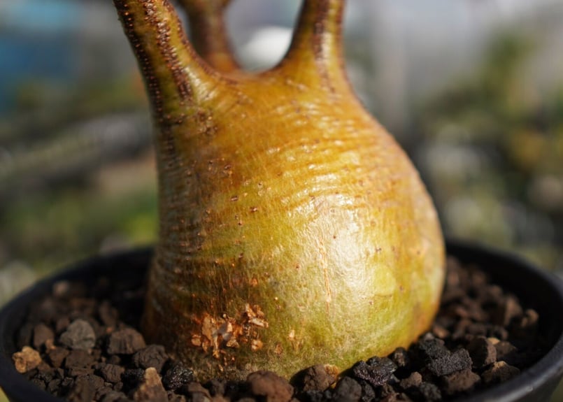 パキポディウム グラキリス NO.2 | mana's farm:塊根植物・アガベ