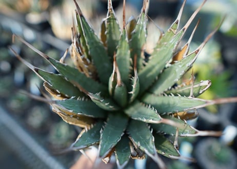 アガベ　ユタエンシス　Agave uthaensis　No.2