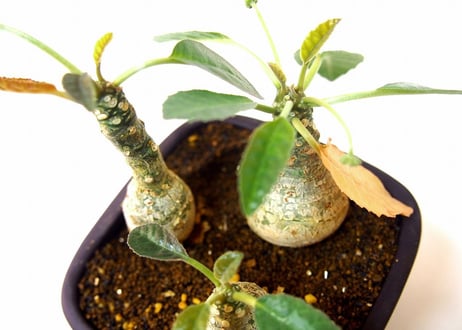ドルステニア フォエチダ  Dorstenia foetida