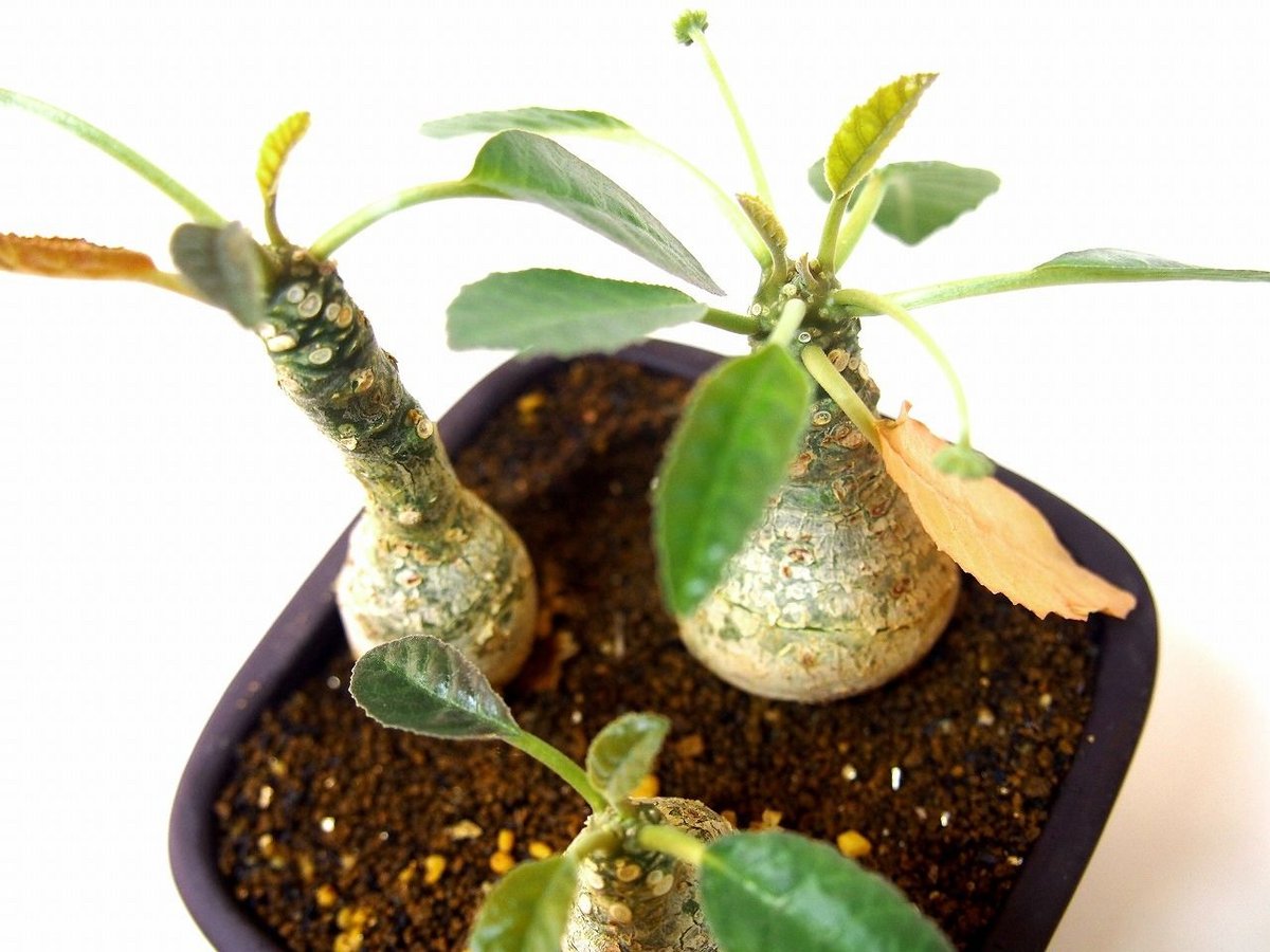 ドルステニア・フォエチダ　モンスト ドルステニア フォエチダ Dorstenia foetida | mana's farm:塊