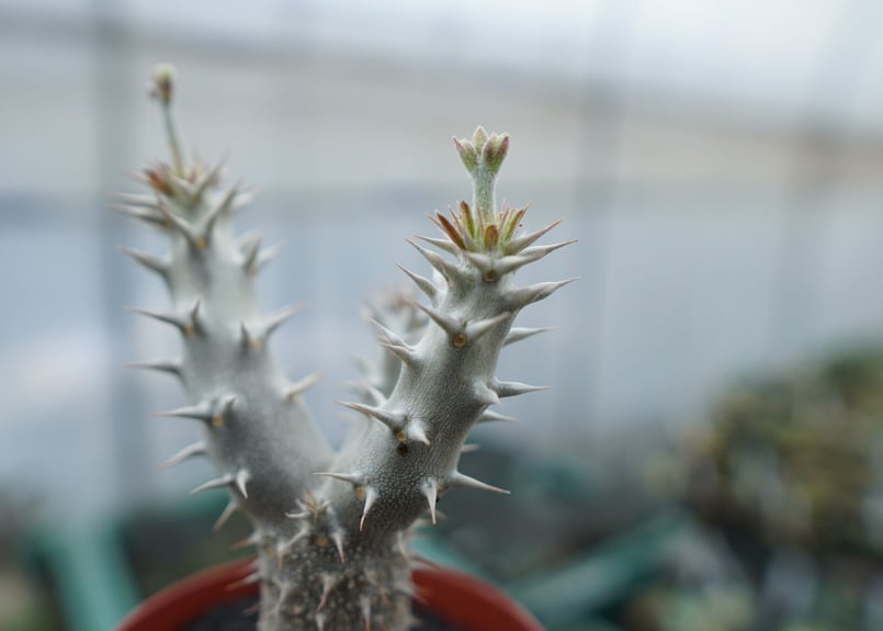 パキポディウム デンシフローラム Pachypodium densiflorum No.8 |