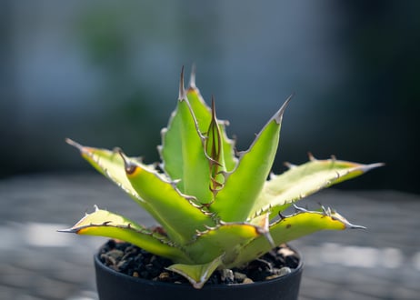 アガベ　チタノタ×ケルチョベイ　Agave titanota x kerchovei