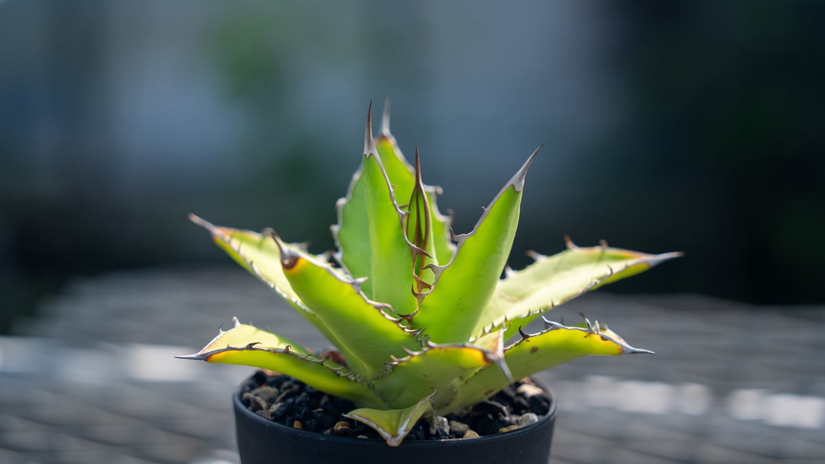 アガベ チタノタ×ケルチョベイ Agave titanota x kerchovei | ma