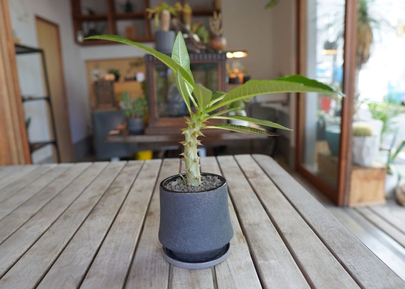 パキポディウム バロニー 実生 Pachypodium baronii | mana's fa