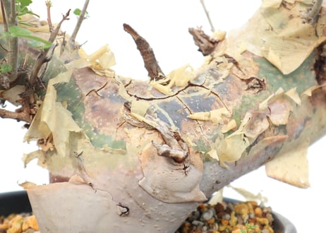コミフォラ　カタフ　ターカネンシス