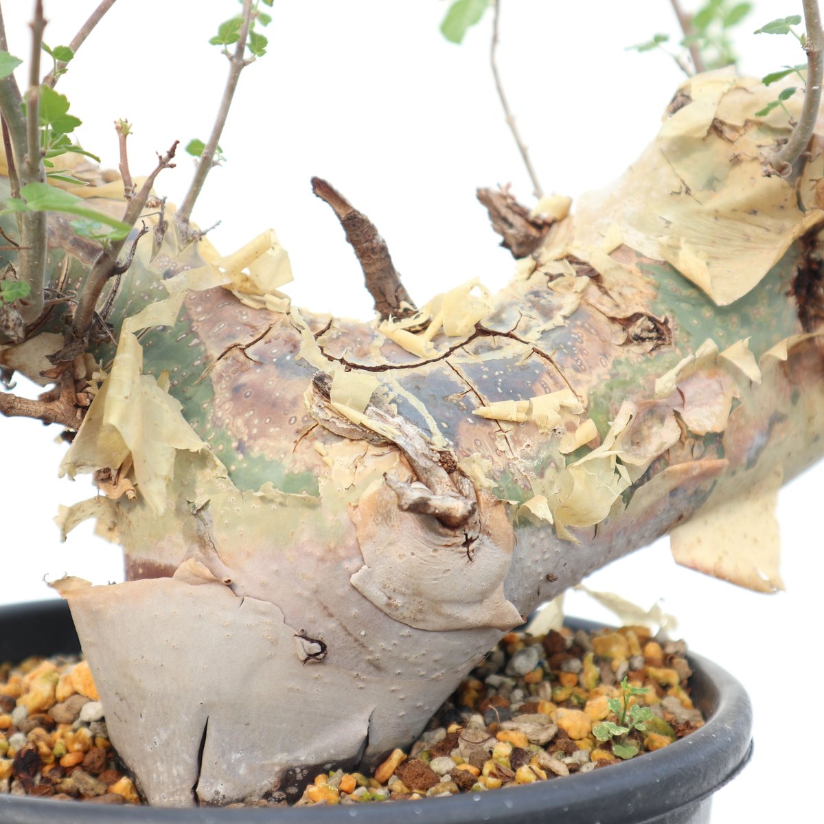 コミフォラ カタフ ターカネンシス | mana's green:塊根植物販売 コミフォラ カタフ ターカネンシス | mana's green:塊根植物販売