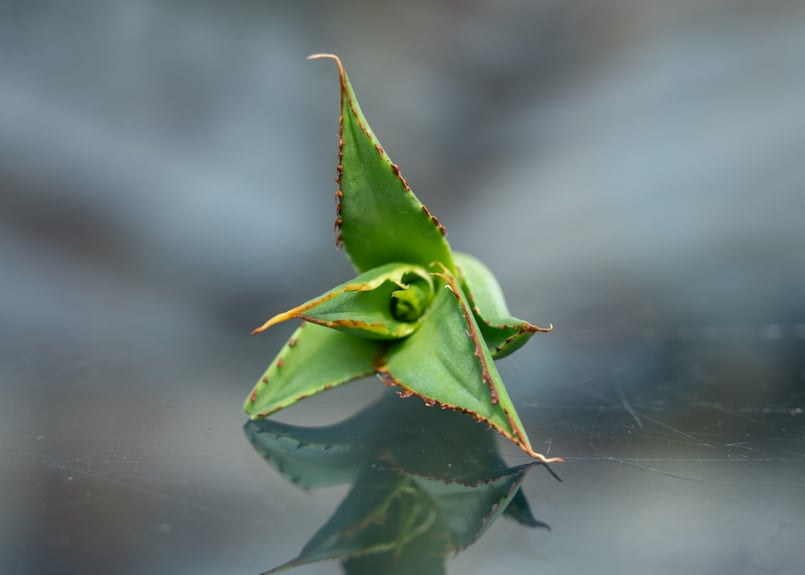 アガベ FO-76 カキコ株 | mana's farm:塊根植物・アガベ・ドライ