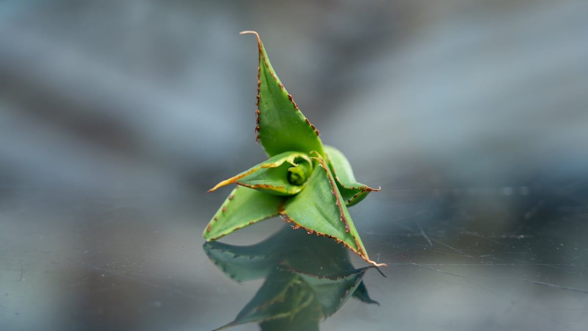 アガベ FO-76 カキコ株 | mana's farm:塊根植物・アガベ・ドライ