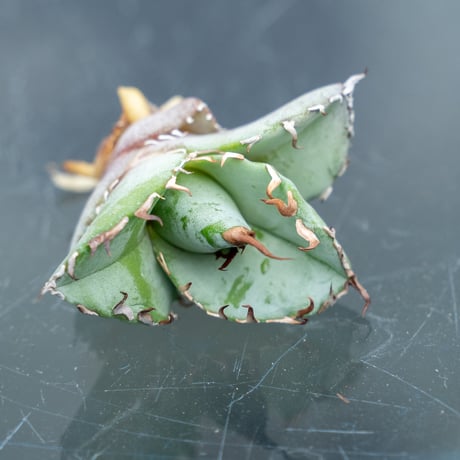 ホワイトアイス　大株 Yahoo!オークション - 【US産大株】アガベ チタノタ ホワイト