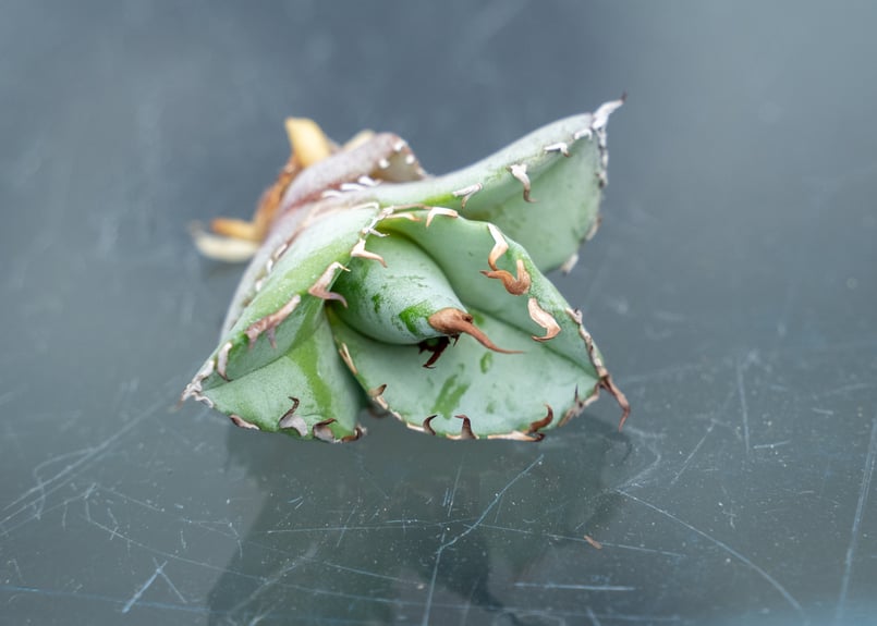 アガベ ホワイトアイス カキコ株 | mana's farm:塊根植物・アガベ