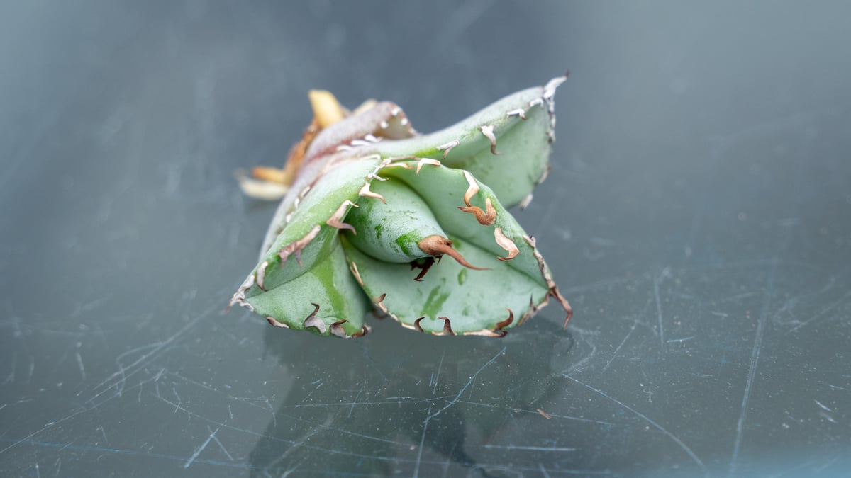 アガベ ホワイトアイス カキコ株 | mana's farm:塊根植物・アガベ