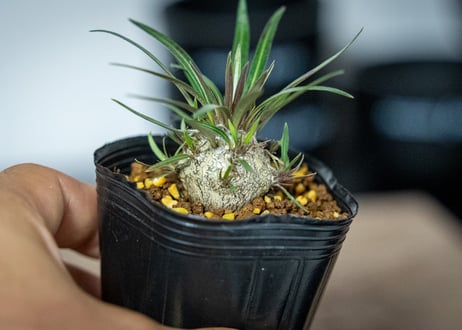 パキポディウム　グラキリス　 Pachypodium Gracilius