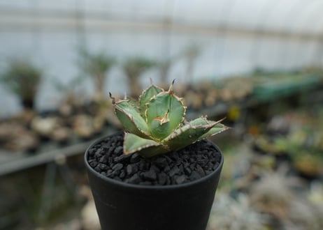 アガベ　チタノタ　FO-76　agave titanota FO-76 No.2