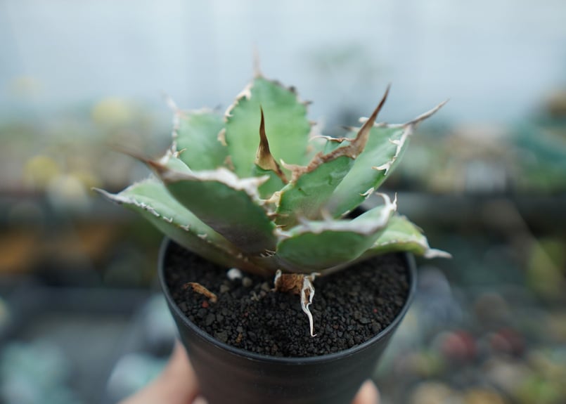 アガベ　獅子光　台湾 アガベ チタノタ 獅子光 agave titanota lion light | mana'