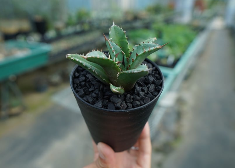 アガベ チタノタ FO-76 Agave titanota FO-76 No.7 | man