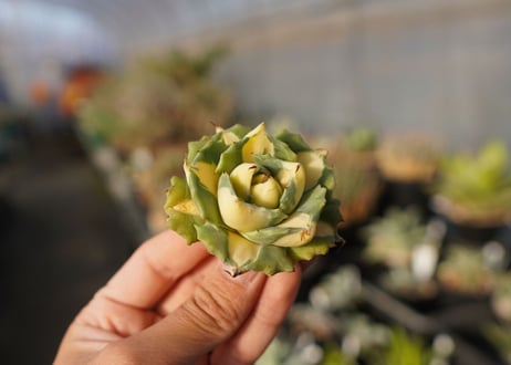 agave 王妃雷神黄中斑 NO.1