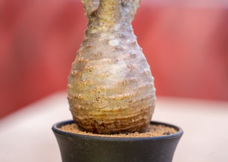 パキポディウム グラキリス 【発根済み】