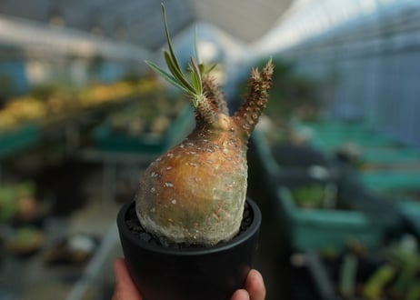 グラキリス　まん丸実生　沖縄産　選抜　５年目　② グラキリス まん丸実生 沖縄産 選抜 5年目 ②