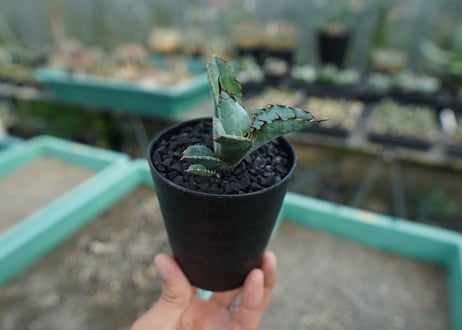 アガベ　チタノタ　 ブラックアンドブルー 　Agave titanota black and blue　No.6