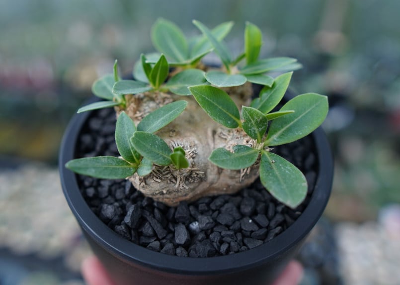 パキポディウム 恵比寿笑い Pachypodium brevicaule | mana's f