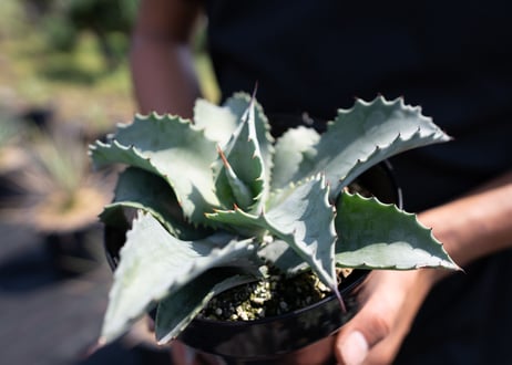 Agave Mr Ripple