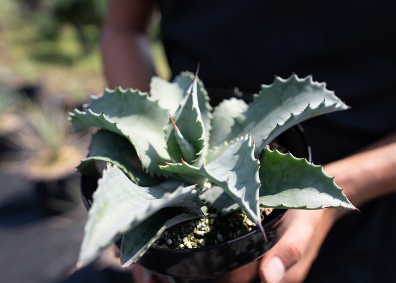 Agave Mr Ripple | mana's farm:塊根植物・アガベ・ドライガーデン植