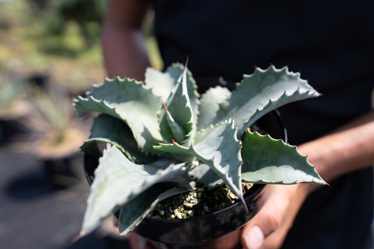 Agave Mr Ripple | mana's green:塊根植物販売|マナズグリーン