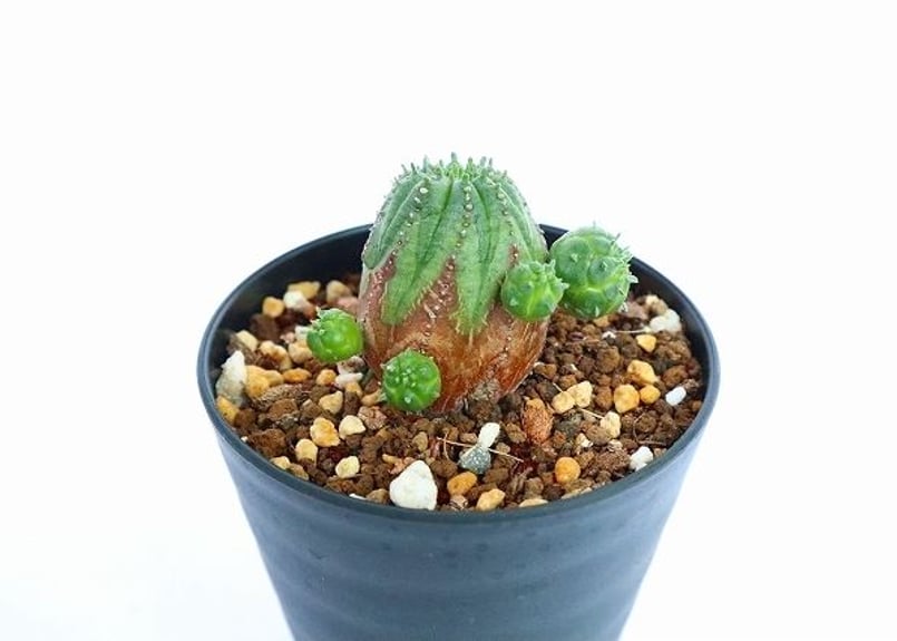 ユーフォルビア オベサ ハイブリッド | mana's farm:塊根植物・アガベ